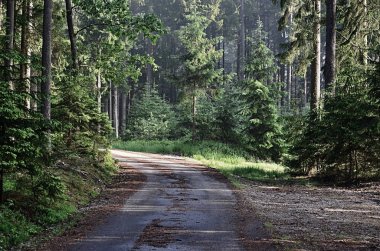 Orman yolu manzarası, Güney Bohemya, Çek Cumhuriyeti