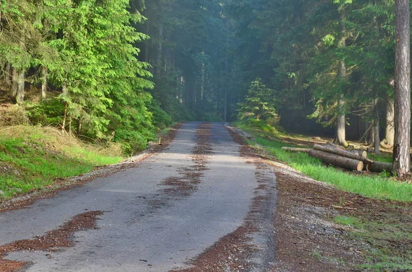 Orman yolu manzarası, Güney Bohemya, Çek Cumhuriyeti