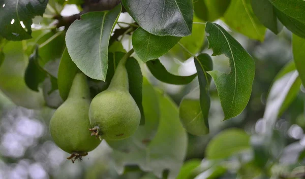 Raccolto Primaverile Pere Boemia Meridionale Repubblica Ceca — Foto Stock