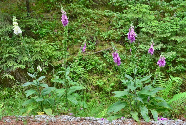 View Foxglove Digitalis Purpurea South Bohemia Czech Republic — Stock Photo, Image