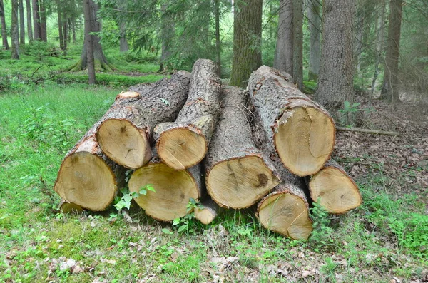 Dřevo Pro Přepravu Jižní Čechy Česká Republika — Stock fotografie