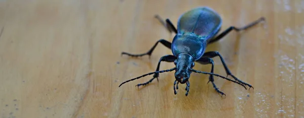 Carabus Coriaceus Escarabajo Depredador Mayor Representante Familia Escarabajos República Checa —  Fotos de Stock