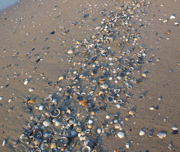 Gewaschene Muscheln Strand Eraclea Mare Italien — Stockfoto
