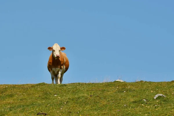 Vaca Pasto Montanha Dobratsch Karawanken Alps Áustria — Fotografia de Stock