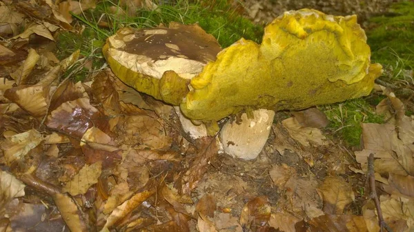 Vista Dei Funghi Autunnali Boemia Meridionale Repubblica Ceca — Foto Stock