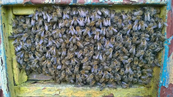 Traditionelle Ländliche Bienenzucht Südböhmen Tschechische Republik — Stockfoto