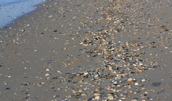 Gewaschene Muscheln Strand Eraclea Mare Italien — Stockfoto