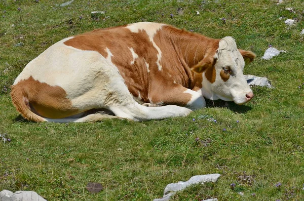 Vaca Pasto Montanha Dobratsch Karawanken Alps Áustria — Fotografia de Stock