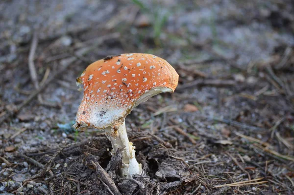 Vista Dei Funghi Autunnali Boemia Meridionale Repubblica Ceca — Foto Stock