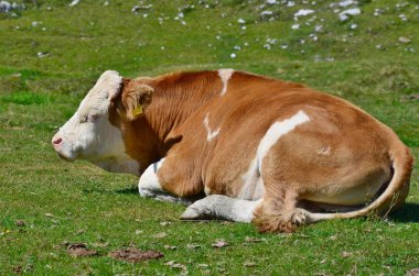 inek arazide, dağ Dobratsch, Karawanken Alpler, Avusturya