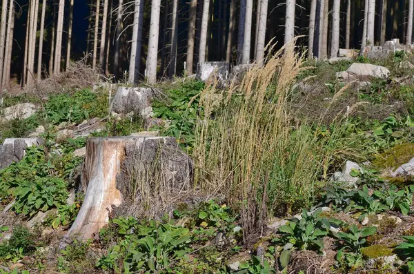 Toco Uma Árvore Velha Derrubada Boêmia Sul República Checa — Fotografia de Stock