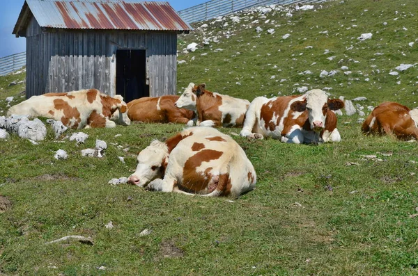 Cow Pasture Mountain Dobratsch Karawanken Alps Austria — Stock Photo, Image