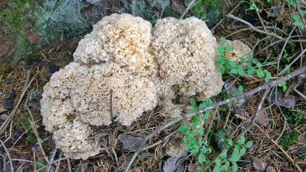 捷克共和国波希米亚南部秋季蘑菇景观 — 图库照片