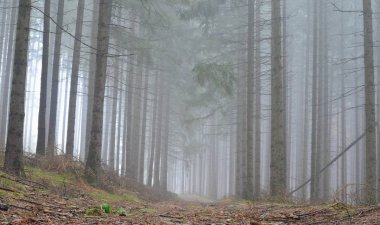 sonbahar manzara, southern Bohemia, Çek Cumhuriyeti görüntülemek