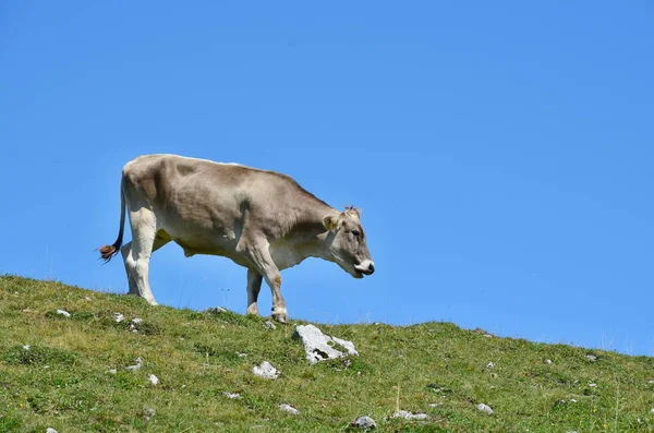Cow Pasture Mountain Dobratsch Karawanken Alps Austria — Stock Photo, Image