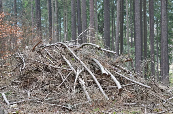 Cortar Ramas Árboles Recortadas Bohemia Del Sur República Checa — Foto de Stock