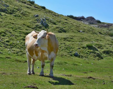 inek arazide, dağ Dobratsch, Karawanken Alpler, Avusturya