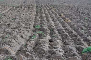 Görünüm sonbahar dalgalı alanları, south bohemia, Çek Cumhuriyeti
