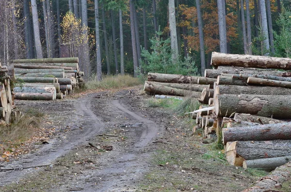 輸送用木材 南ボヘミア チェコ共和国 — ストック写真