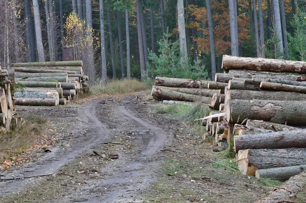 Деревина Готова Перевезення Південна Богемія Чеська Республіка — стокове фото