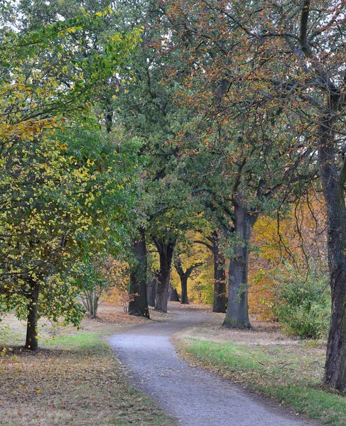 Vue Automne Sentier Entre Les Vieux Arbres Bohême Sud République — Photo