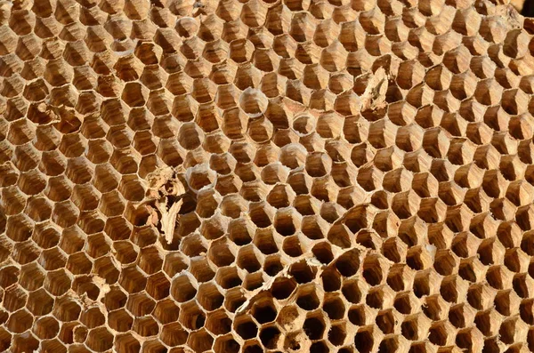Hornet Fabpa Crabro Крупнейший Европейский Представитель Ядовитых Социальных Пчелоедов Насекомых — стоковое фото