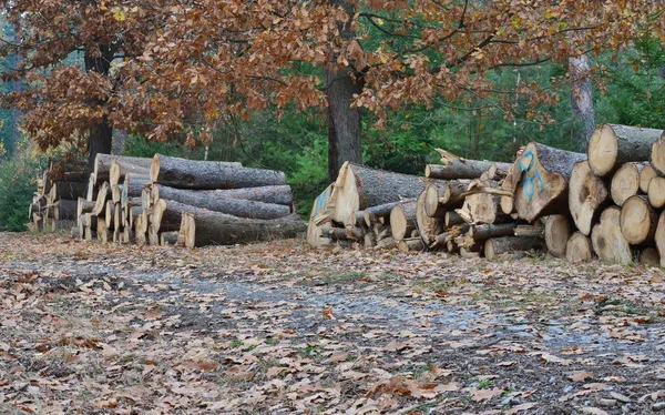 Bois Prêt Être Transporté Bohême Sud République Tchèque — Photo