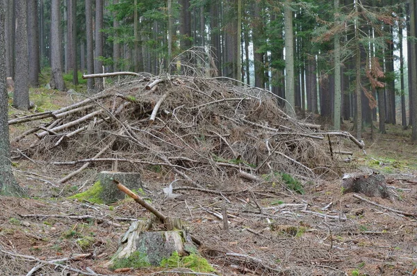 Afgesneden Takken Van Bomen Zuid Bohemen Tsjechië — Stockfoto