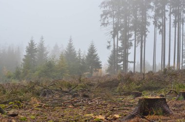 sonbahar manzara, southern Bohemia, Çek Cumhuriyeti görüntülemek
