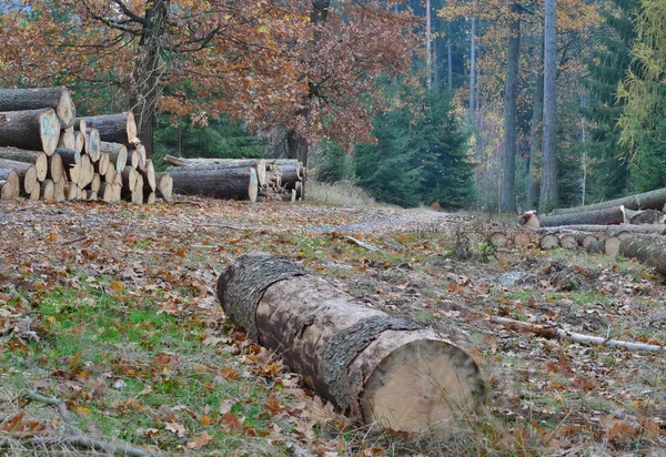 timber ready for transport, South Bohemia, Czech Republic