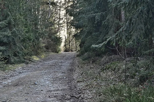 Uitzicht Bosweg Zuid Bohemen Tsjechië — Stockfoto