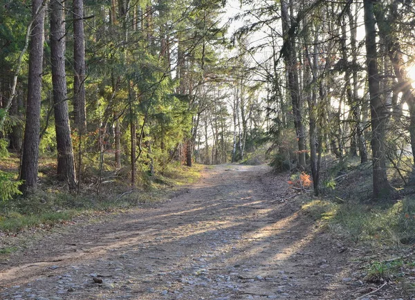 Orman yolu manzarası, Güney Bohemya, Çek Cumhuriyeti