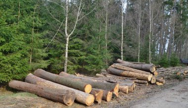 Bark Beetle-enfekte ağaçlar, ahşap taşıma için hazır, Güney Bo