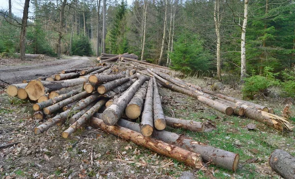 Árboles infectados por escarabajos de corteza, madera lista para su transporte, South Bo — Foto de Stock