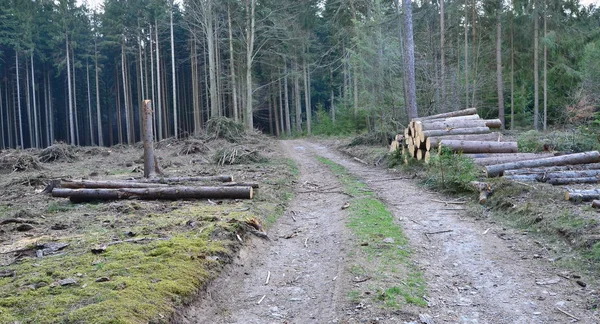 バークビートル-感染した木、輸送の準備ができて木材、南 Bo — ストック写真