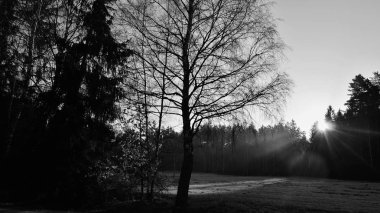 Bahar manzara, southern Bohemia, Çek Cumhuriyeti görüntülemek