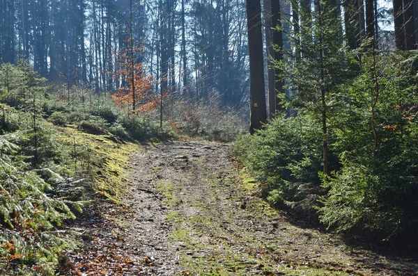 Vista della strada forestale, Boemia meridionale — Foto Stock