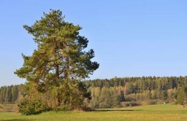 Bahar manzara, southern Bohemia, Çek Cumhuriyeti görüntülemek