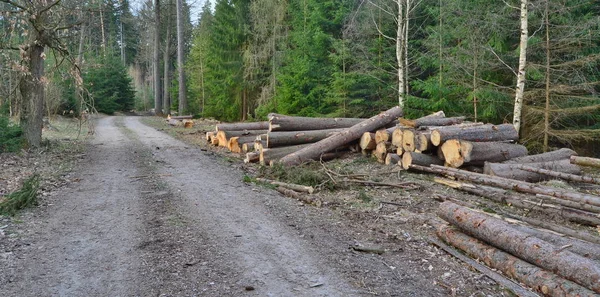 Bark beetle-infected trees, timber ready for transport, South Bo — Stock Photo, Image