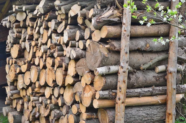 Widok tradycyjnego drewna, południowych Czech — Zdjęcie stockowe