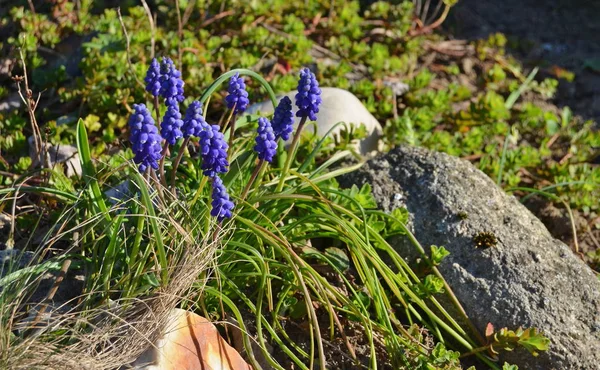 Blick auf Frühlingsblumen, Südböhmen — Stockfoto