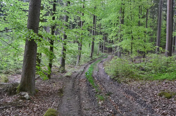 Spring view of forest road, south Bohemia — Stock Photo, Image