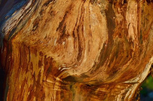Blick auf Holzstruktur, Südböhmen — Stockfoto