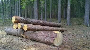 Bark Beetle-enfekte ağaçlar, ahşap taşıma için hazır, Güney Bo