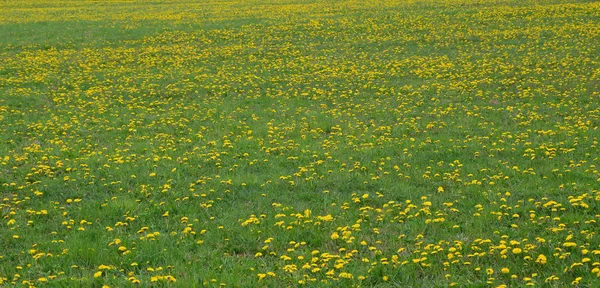 봄 꽃 민들레입니다. 남쪽 보 헤 미아 — 스톡 사진