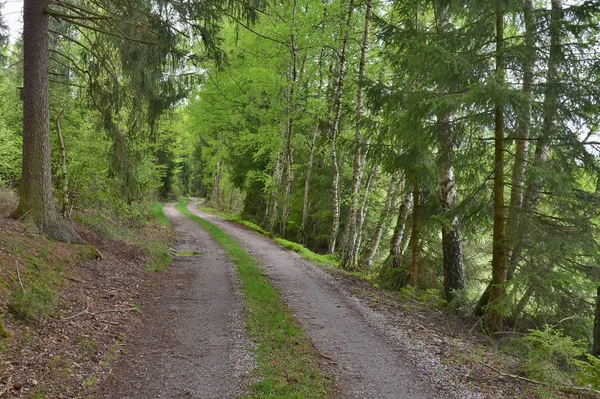 Uitzicht op bos weg, regio Zuid-Bohemen — Stockfoto