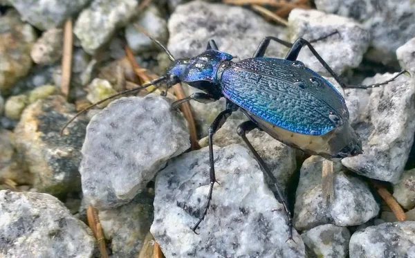 Carabus coriaceus is a predatory beetle — Stock Photo, Image