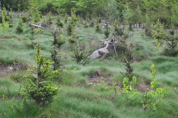 围栏保护新的树木, 重新造林, 南波希米亚, — 图库照片