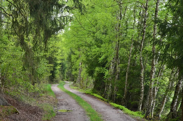 Blick auf Waldstraße, Südböhmen — Stockfoto