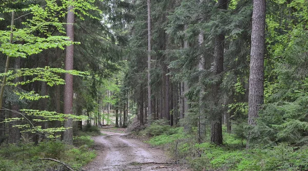 View of forest road, south Bohemia — Stock Photo, Image